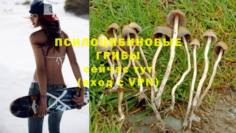 что такое   Тетюши  Псилоцибиновые грибы MAGIC MUSHROOMS 